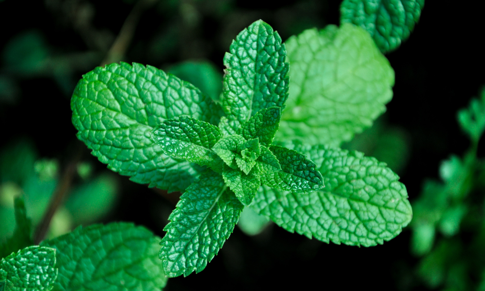 Cool & Calm: The Top 10 Uses for Peppermint Oil
